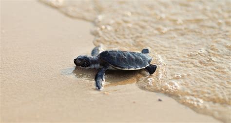 8 Places To See Baby Sea Turtles Hatch Baby Sea Turtles Sea Turtles