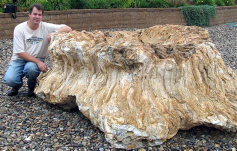 Quartz Permineralized Fossil Tree Trunk Probably From The Flickr