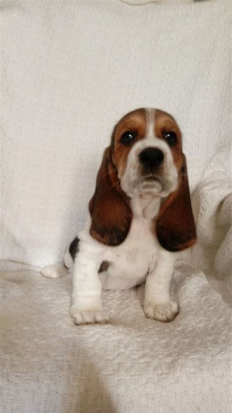 These basset hounds are available for adoption close to coral springs, florida. Basset Hound Puppies For Sale | Wilkesboro, NC #317083