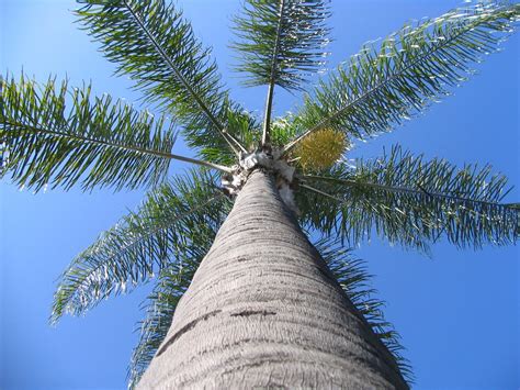 Palm Tree Free Photo Download Freeimages