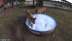 Quot 2 Juvenile Tigers Taking A Bubble Bath Quot Tiger Week 3