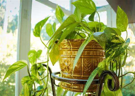 Indoor vine plants and climbing plants are great houseplants to bring nature into your home environment. Houseplant Guide: How to Care for Indoor Plants | The Old ...