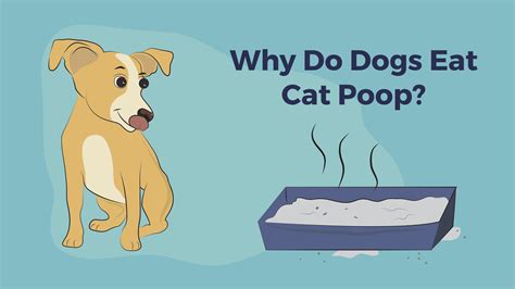 And then, of course, bad breath and cat litter between their teeth (hopefully you notice this. How to stop my dog from eating cat poop - ALQURUMRESORT.COM