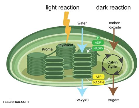 Chloroplast Function And Structure Solar Panels Rs Science