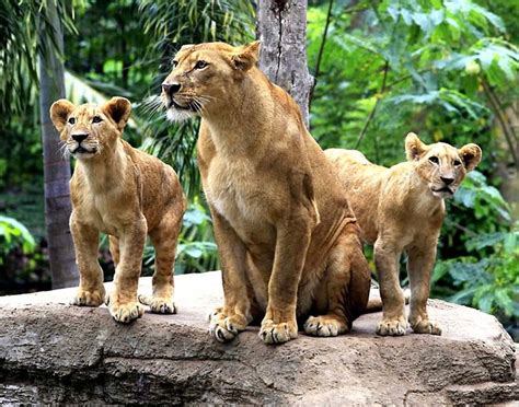 The zoo offers a great educational family outing and is an. Bali Zoo Park | Bali Tour Service