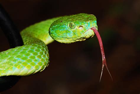 Green Pit Viper Wallpaper Awesome Wallpapers