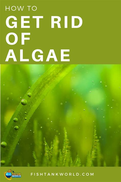 Full line of aquameds products fast, free shipping, great prices How to Get Rid of Algae in a Fish Tank | Saltwater fish ...