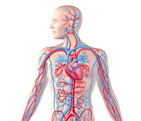 15 Circulatory System Diagram Labeled Robhosking Diagram