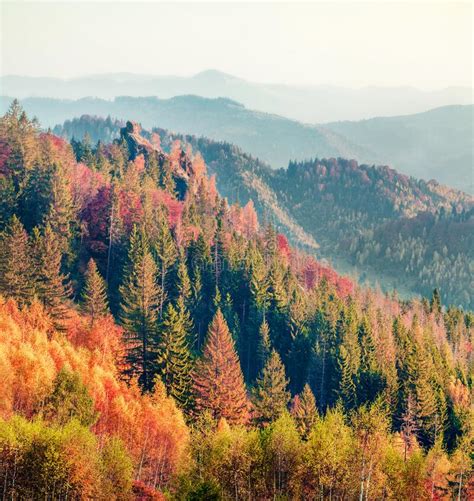 Colorful Autumn Scene Of Carpathians Impressive Morning View Of
