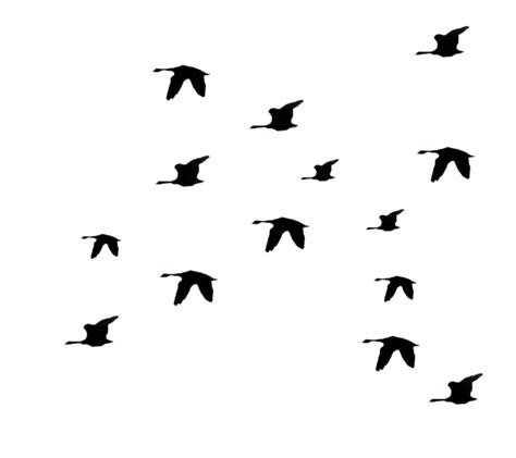 Birds Flying Silhouette Png Clip Art Library