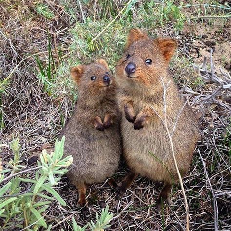 Baby quokka illustrations & vectors. 971 best wombats & quokkas images on Pinterest | Quokka ...