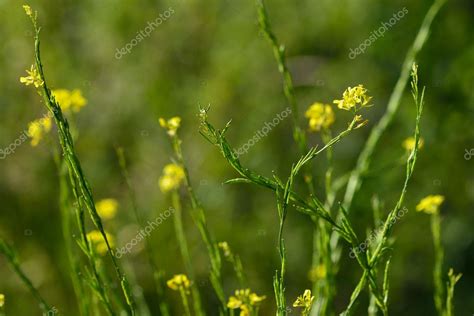 Black Mustard Brassica Nigra Stock Photo By ©ianredding 102944864