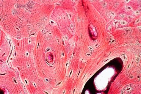 Histology Of Human Smooth Muscle Under Microscope View For Education