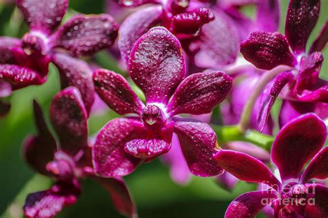Colourful Orchids Photograph By Layla Alexander Pixels