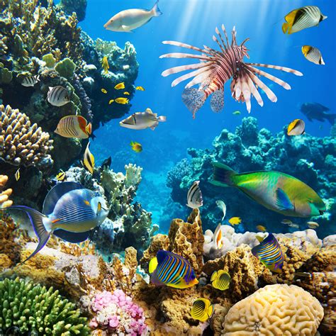 Fonds Decran Monde Sous Marin Poisson Animaux Télécharger Photo