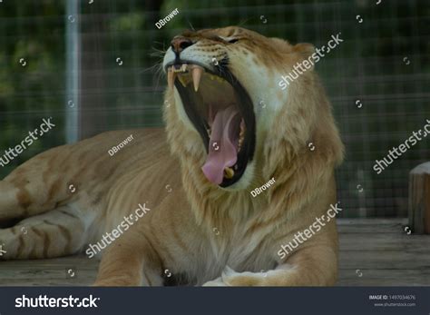 Liger Yawning Showing Teeth Stock Photo 1497034676 Shutterstock