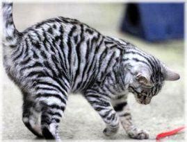 As most cats live an average of 9 to 15 years, this becomes an average lifetime cost of $7,646 to $12,500. What is a Toyger Cat? How Much Do Toyger Cats Cost ...