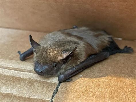 The Little Brown Bat Learn About Nature