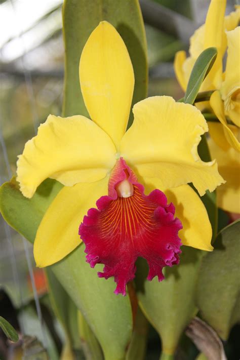 Yellow Orchid | Yellow orchid, Cattleya orchid, Orchids