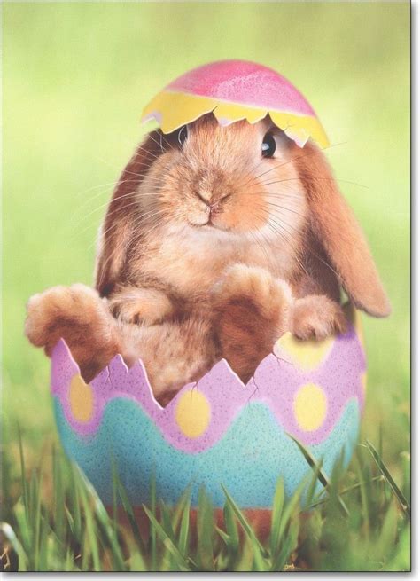 Pin By Pearl Aranda On ~easter~ Easter Pet Photos Easter Pets