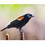 Bird Feature Red Winged Blackbird – Natureswaybirdscom