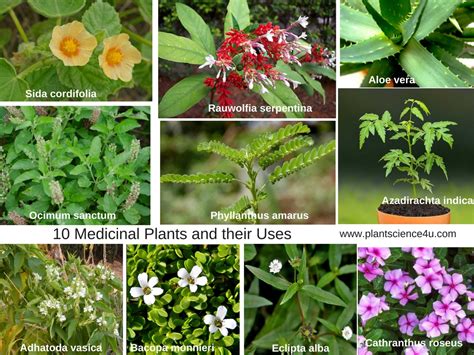 Medicinal Plants And Their Uses With Pictures Botanical Name Family Useful Part