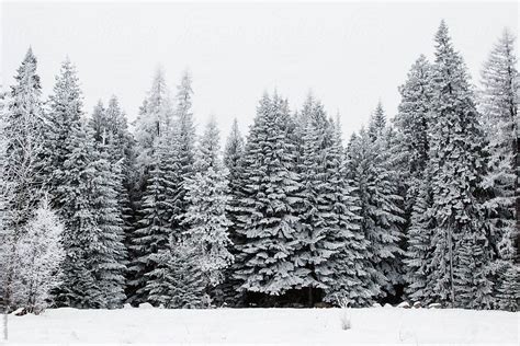 Snow Covered Pine Trees Porjustin Mullet