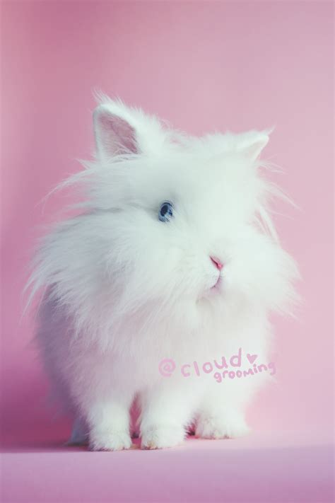 AsianBunny: Shocking Photos & Videos Surface!