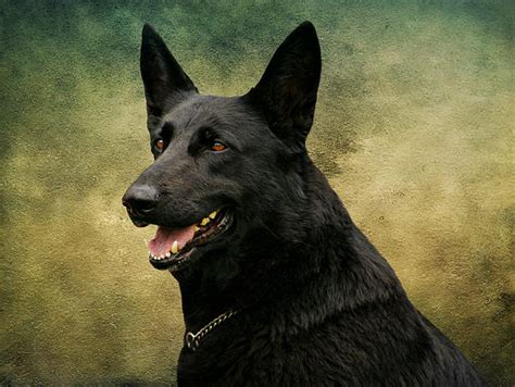 Black German Shepherd Dog Iii Greeting Card For Sale By Sandy Keeton