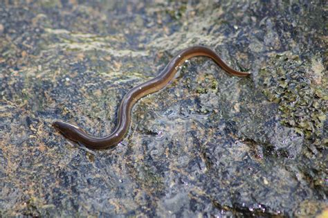 Reconnecting American Eel Migrations Conservation In Action Medium