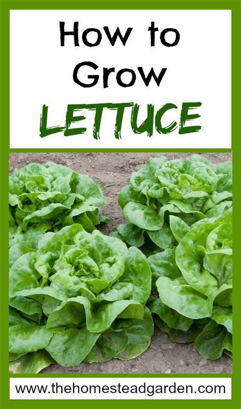 Iceberg lettuce seeds can be sowed directly into the garden, or started indoors. How to Grow Lettuce - | Growing lettuce, Fruit garden, Lettuce