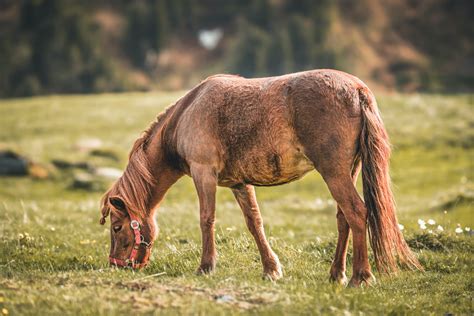 Selective Focus Photo Of Brown Horse Eating Grass · Free Stock Photo