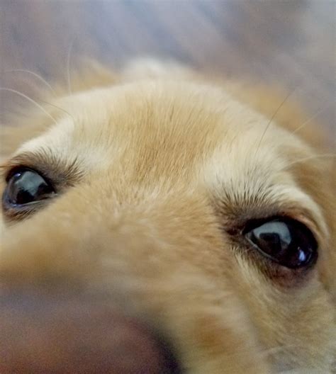 A Dogs Eye Free Stock Photo Public Domain Pictures
