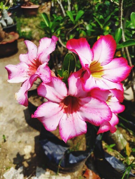 Premium Photo Desert Rose Aka Adenium Adenium Obesum A Beautiful Pink Tropical Flower Nature
