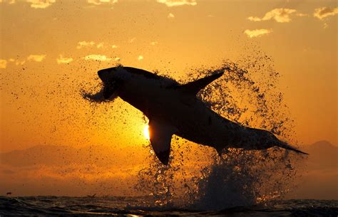Great White Shark Jumping Out Of The Water At Sunset Woahdude