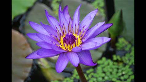 Most Beautiful Water Lily Ever You Seen Youtube