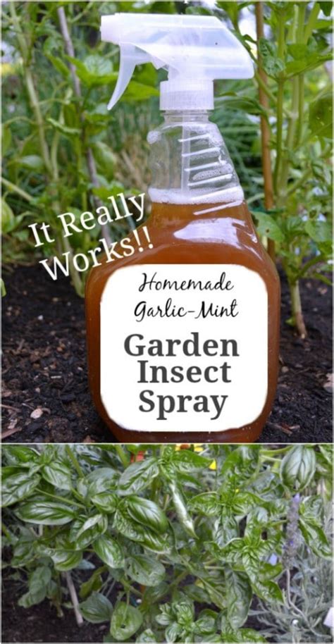 10 Homemade Insecticides That Keep Your Garden Pest Free Naturally 2022
