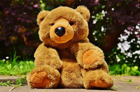 Free Images Sweet Cute Fabric Teddy Bear Fun Bears Funny Plush