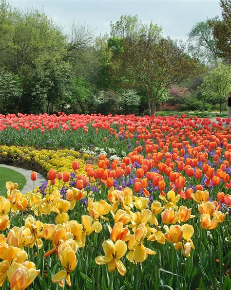 Tulips In Dallas Texas Spring Landscape Beautiful Gardens Most