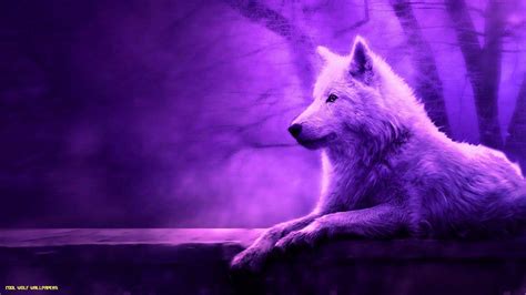 Purple Wolves Wallpapers Top Free Purple Wolves Backgrounds