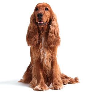 The english cocker spaniel enjoys as much exercise as you can give it. Cocker Spaniel Anglais | Wisdom Panel French