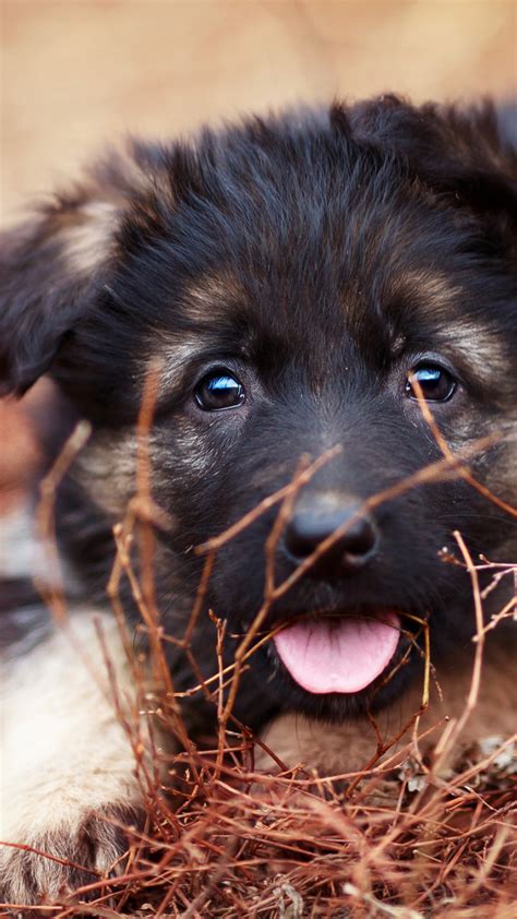 German Shepherd Puppy Protruding Tongue）hd Dog Wallpaper