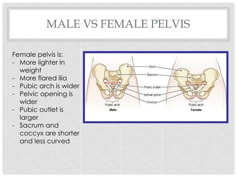 Pelvis Male Vs Female