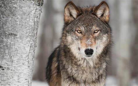 Hd Wallpaper Carnivore Predator Snow Winter Wolf Wolves
