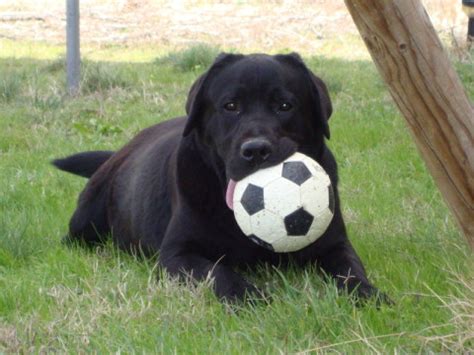 Check spelling or type a new query. MIL LUNAS: Hembras Labrador Retriever con pedigree en Madrid