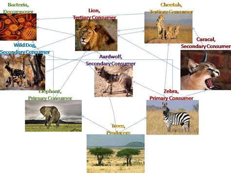 African Savanna Food Chain Wikipedia