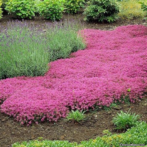 Review Of When To Plant Creeping Thyme Ground Cover Ideas Blogivo