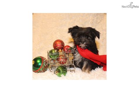 Check spelling or type a new query. Cashmere: Yorkiepoo - Yorkie Poo puppy for sale near Grand Rapids, Michigan. | 015d34fb-0cf1