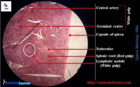 Spleen Histology White Pulp And Red Pulp Histology With Labeled