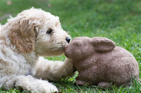 The brown coloring in goldendoodles typically comes from the dominant genes of the poodle. Mini Golden doodle puppy | Doodle puppy, Goldendoodle ...